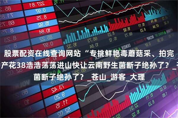 股票配资在线查询网站 “专挑鲜艳毒蘑菇采、拍完照全扔掉”，中产花38浩浩荡荡进山快让云南野生菌断子绝孙了？_苍山_游客_大理