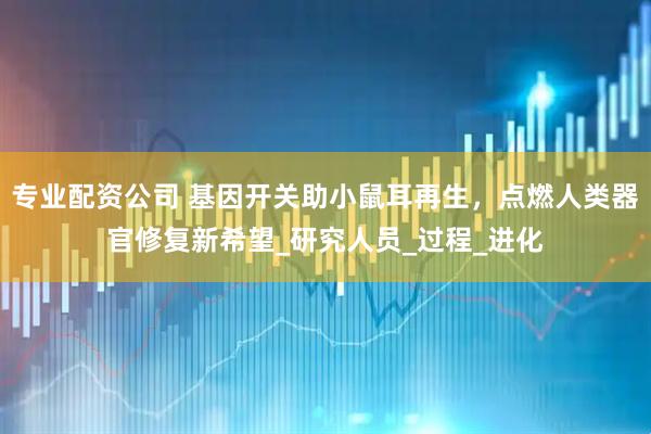 专业配资公司 基因开关助小鼠耳再生，点燃人类器官修复新希望_研究人员_过程_进化